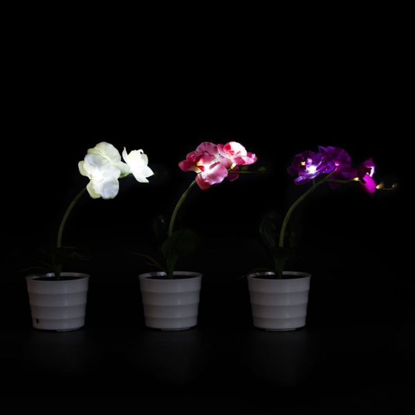 Fleurs Solaires Orchidée Décorative - Trendszy.com