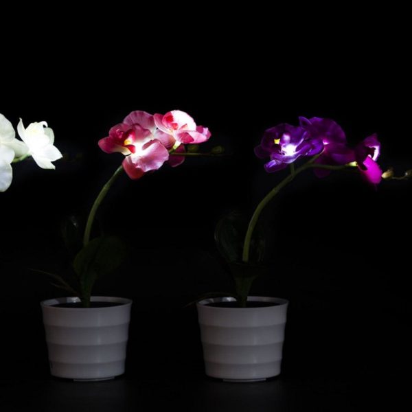 Fleurs Solaires Orchidée Décorative - Trendszy.com